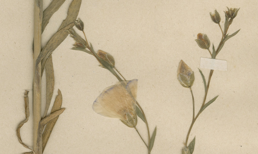 Cranachs Garten 16.5.–31.10.2015 Gemeiner Lein (Linum usitatissimum) Foto: Herbarium Martin-Luther-Universität Halle-Wittenberg